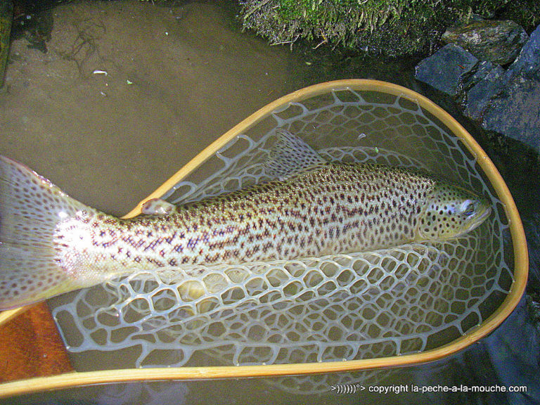 Une Truite Fario Record Session Peche A La Mouche Au Coup Du Soir