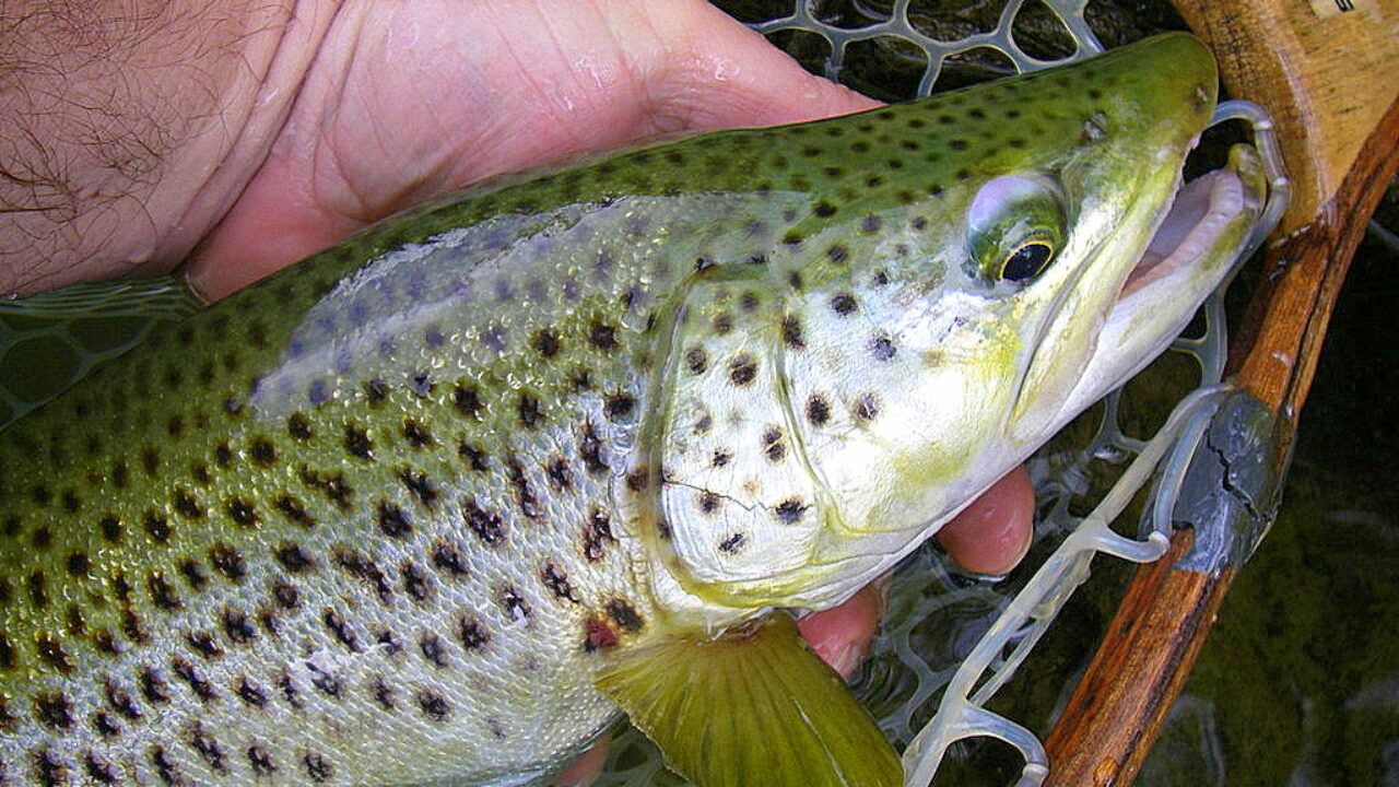 Une Peche De Reve Sur La Grande Nive Peche A La Mouche